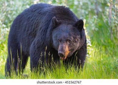 Wild Black Bear in the summertime, Banff and Jasper National Park Alberta Canada