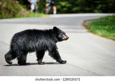 Wild Black Bear in their natural habitat wandering the mountains of North Vancouver, British Columbia.