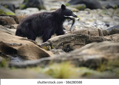 Wild Black Bear (Ursus americanus) fishing for salmon. Vancouver Island, British Columbia, Canada.