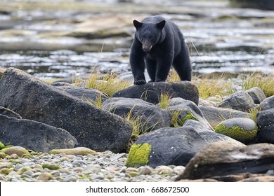 Wild Black Bear (Ursus americanus) on rocky beach clambering through the rocks. Vancouver Island, British Columbia, Canada.