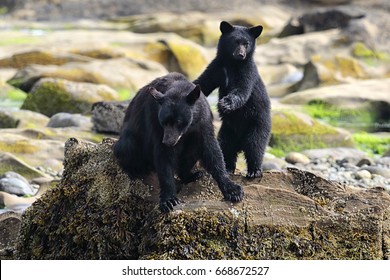 Wild Black Bear (Ursus americanus) and cub on a rocky beach. Vancouver Island, British Columbia, Canada.