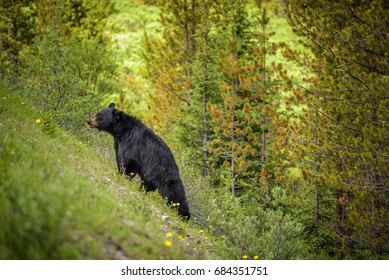 Wild Black Bear walks uphill in forests of Banff and Jasper National Park, Canada situated in canadian Rocky Mountains