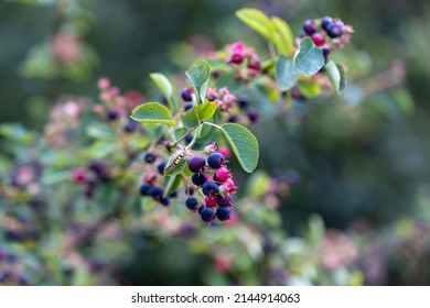 Wild Black Berry In The Forest. Close-up View.