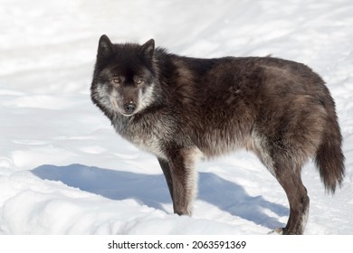 Wild black canadian wolf is looking at the camera. Canis lupus pambasileus. Animals in wildlife.