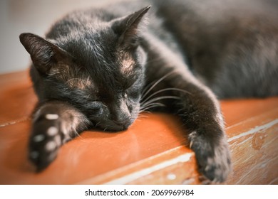 A Wild Black Cat. Hunting Cat, Black Cat Sleeping, Black Kitten On Wooden Floor.