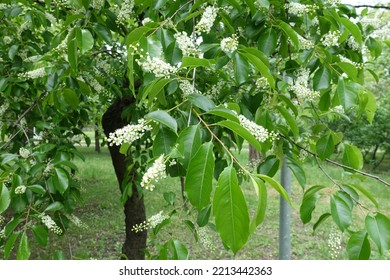 Wild Black Cherry Tree In Bloom In Mid May