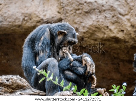 Wild Black Chimpanzee Mammal Ape Monkey Animal