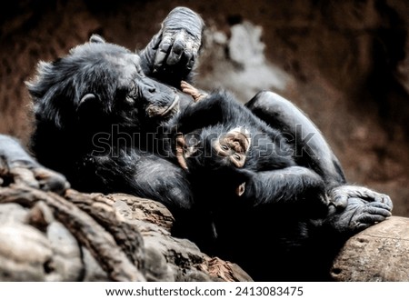 Wild Black Chimpanzee Mammal Ape Monkey Animal