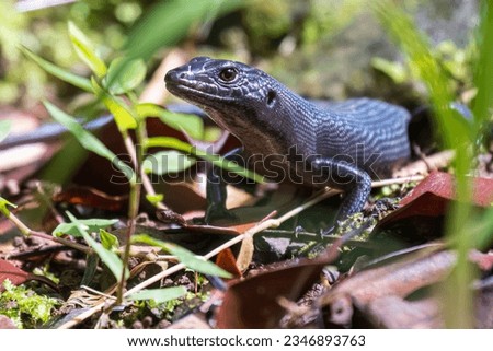 A wild black emo skink on the island of Tutuila in the National Park of American Samoa.