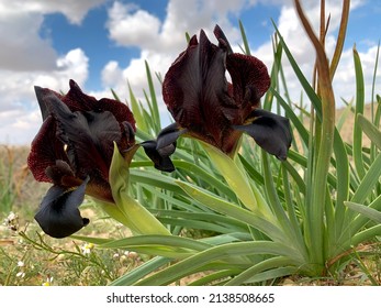 Wild black Iris petrana or Petra iris in the Negev desert