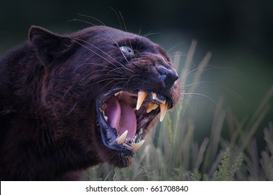 Wild black panther close up - aggressive - hiss - fangs - big cat
