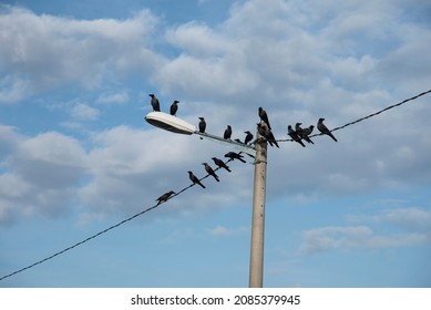 Wild Black Ravens Flying And Hanging Around The Street Post.