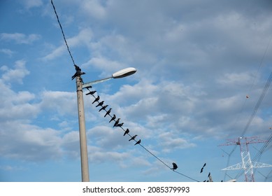 Wild Black Ravens Flying And Hanging Around The Street Post.