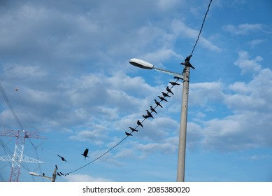 Wild Black Ravens Flying And Hanging Around The Street Post.