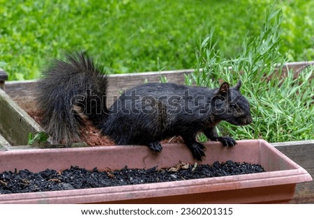 Wild black squirrel digs through freshly planted flower beds, looking for yummy seeds and bulbs