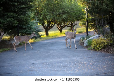 334 Deer eating corn Images, Stock Photos & Vectors | Shutterstock