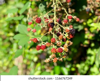 Wild Blackberries In A Hedge Bush