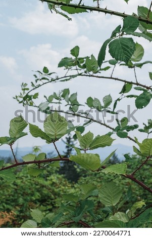 wild blackberry bushes brambles thorns prickly sky