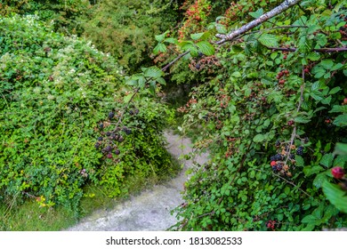 Wild Blackberry Bushes In The Forest. Usually Come Along Paths