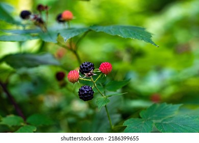 Wild blackberry bushes in the middle of the forest