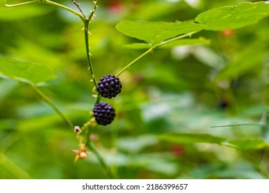 Wild blackberry bushes in the middle of the forest