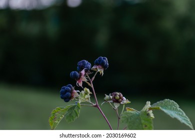 Wild Blackberry Fruit Branch. Green Meadow As Background. Shot In The Autumn.