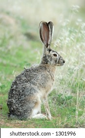 A Wild Blacktailed Jack Rabbits Sits Quietly In The Grass.