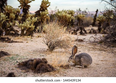 Wild black-tailed jackrabbit, also known as the American desert hare, sitting on a trail in Joshua Tree National Park, southern California.