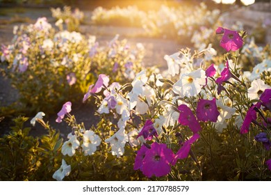 Wild blooming petunia in the rays of the setting sun. High quality photo - Shutterstock ID 2170788579
