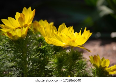 咲き乱れた春の花アドニス ベルナリスで 明るい黄色の花びらを持つ 写真素材 Shutterstock