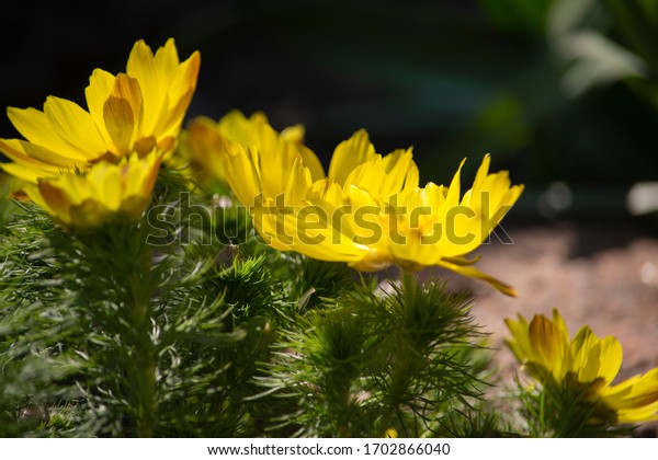 咲き乱れた春の花アドニス ベルナリスで 明るい黄色の花びらを持つ の写真素材 今すぐ編集
