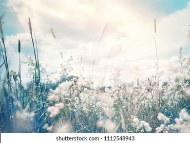 Wild blossoming grass in field meadow in nature on background sky with clouds, defocused, close-up. Beautiful summer nature landscape in vintage pastel colors, copy space.