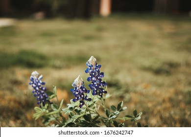 Wild Blue Bonnets In Austin Texas. It's Official Texas State Flower. The Background Is Blur.