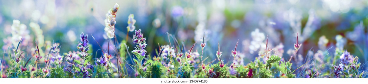 wild blue flowers and grass closeup, wide horizontal panorama photo
