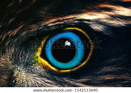 Wild Blue Hawk Eye