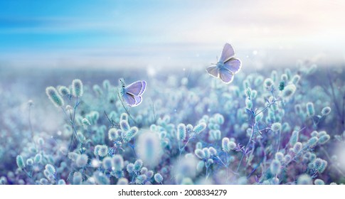 Wild blue and lilac flowering fluffy grass in field and two fluttering butterfly on nature outdoors, macro. Magic artistic image. Toned in blue and violet tones. Selective soft focus. 