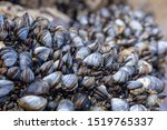 Wild blue mussels, Mytilus edulis, growing on the rocks in the intertidal zone in Cornwall, UK