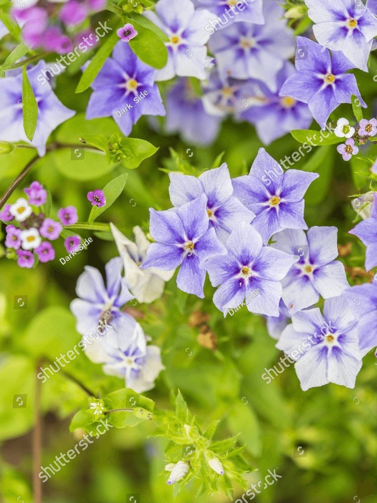 Wild blue phlox flowers, Phlox divaricata in spring garden. 'Blue Moon ...