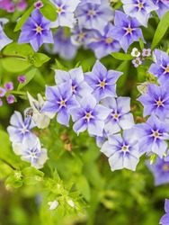 Wild Blue Phlox Flowers, Phlox Divaricata In Spring Garden. 'Blue Moon' Flowers, Wild Sweet William Or Blue Phlox Is Wild Flowers Blooming In Garden. Lovely Floral Background Of Blue Flowers.