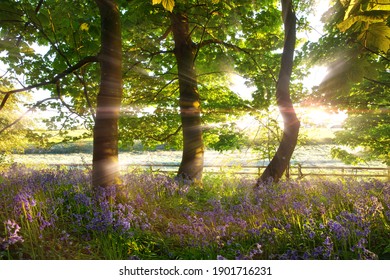 Wild bluebell woodland with early morning stunning dawn sunrise in Norfolk UK. Spring trees and a fence dapple the landscape sunlight