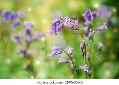 Wild bluebells close up, blooming in a spring forest. Hallerbos, Belgium.