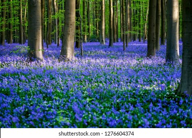 Hallerbos Images Stock Photos Vectors Shutterstock