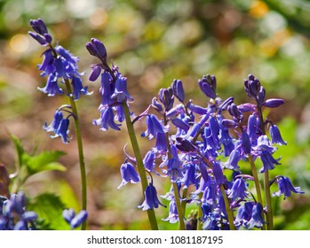 Wild Bluebells In Stanley Park, Blackpool