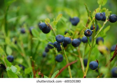 Wild blueberry in russian summer forest.