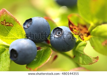 wild blueberry in the woods close up