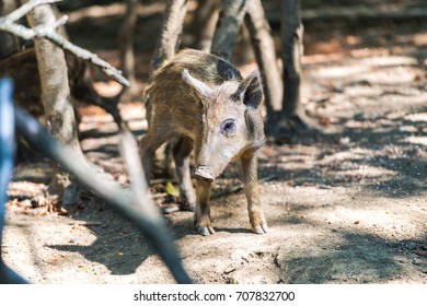 Wild boar - Shutterstock ID 707832700