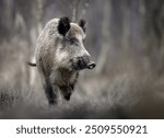 Wild boar close up ( Sus scrofa )