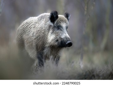 Wild boar close up ( Sus scrofa )
