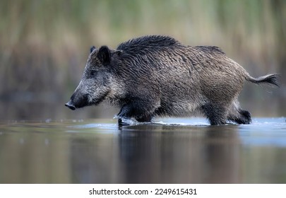 Wild boar close up ( Sus scrofa ) - Shutterstock ID 2249615431