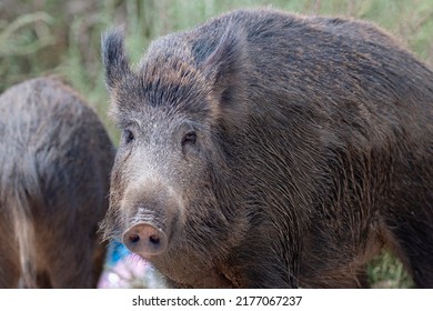 Wild boar, common wild pig, Eurasian wild pig, or wild pig (Sus scrofa) Almeria, Spain